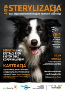 Read more about the article Bezpłatne czipowanie psów do końca listopada