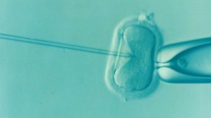 Read more about the article Ruszył miejski program leczenia niepłodności metodą in vitro