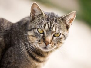 Read more about the article Rusza bezpłatna sterylizacja kotów wolno żyjących w Lublinie