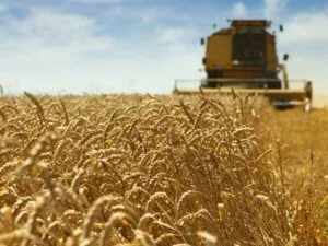 Read more about the article Rada Ministrów podjęła decyzję o rekordowej dopłacie do zbóż.