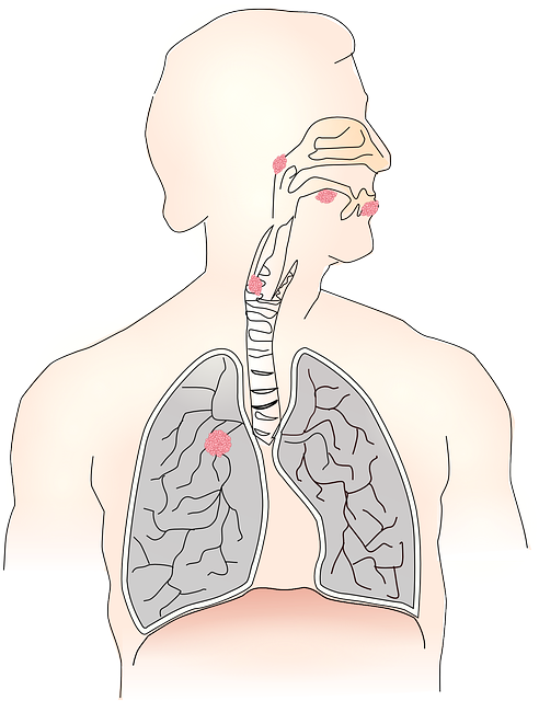 Grafika prezentująca człowieka od głowy do pasa z zaznaczenie jego płuc i dróg oddechowych.