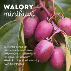 Read more about the article Minikiwi – jesienny, jagodowy, polski superowoc, z najwyższą zawartość mio-inozytolu.