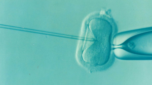 Read more about the article Program bezpłatnego in vitro już dostępny