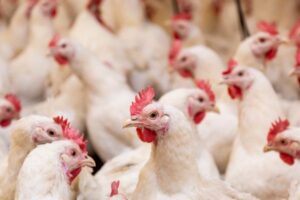 Read more about the article Producenci drobiu obawiają się liberalizacji handlu z Mercosurem i Ukrainą.