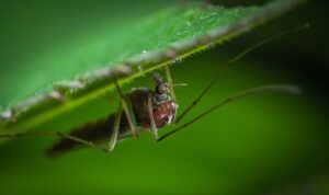Read more about the article Choroby tropikalne nie są już czymś niezwykłym