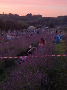Read more about the article Lawendowy Piknik z Winem i Serem Edycja II -Zawichost 11-12.VII. i 18-19.VII.