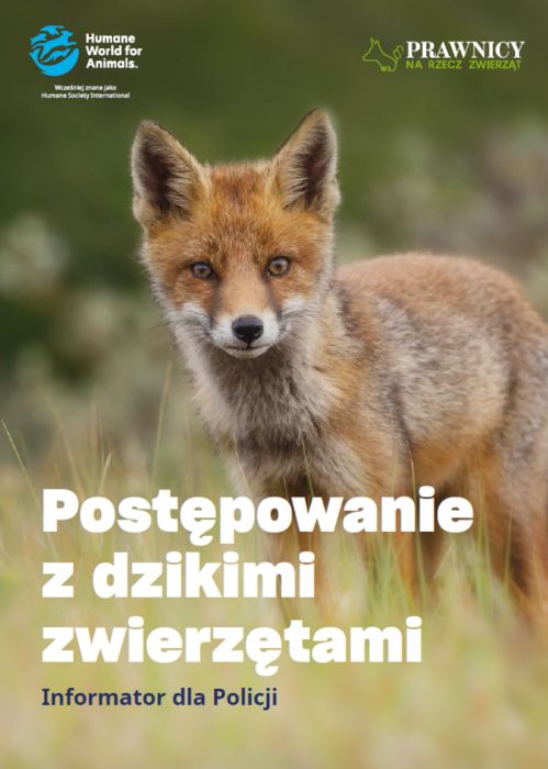 postepowanie-dzikie-zwierzeta