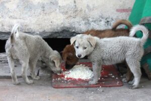 Read more about the article Rośnie liczba bezdomnych zwierząt w Polsce i związane z nimi wydatki.