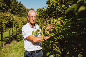 Read more about the article Minikiwi – polski superowoc, wyjątkowo zdrowy i pyszny