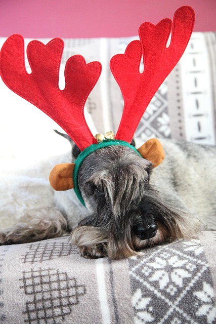 Read more about the article Zwierzęta domowe nie powinny dostawać resztek z wigilijnego stołu.