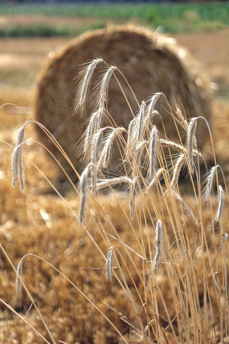 Read more about the article Jakość polskich zbóż w czołówce UE.