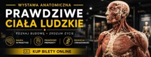 Read more about the article PRAWDZIWE CIAŁA LUDZKIE – wystawa anatomiczna  – Targi Lublin 17-21.VI.